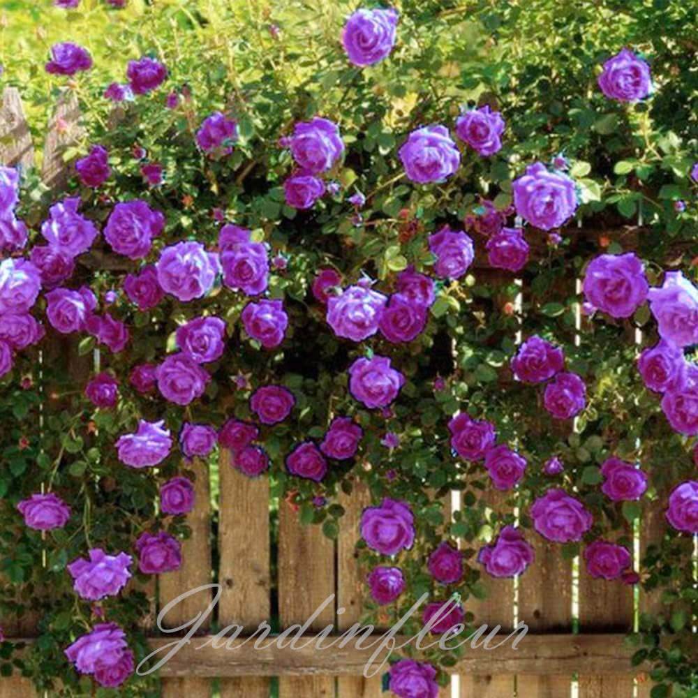 🌹Graines de rosiers grimpants