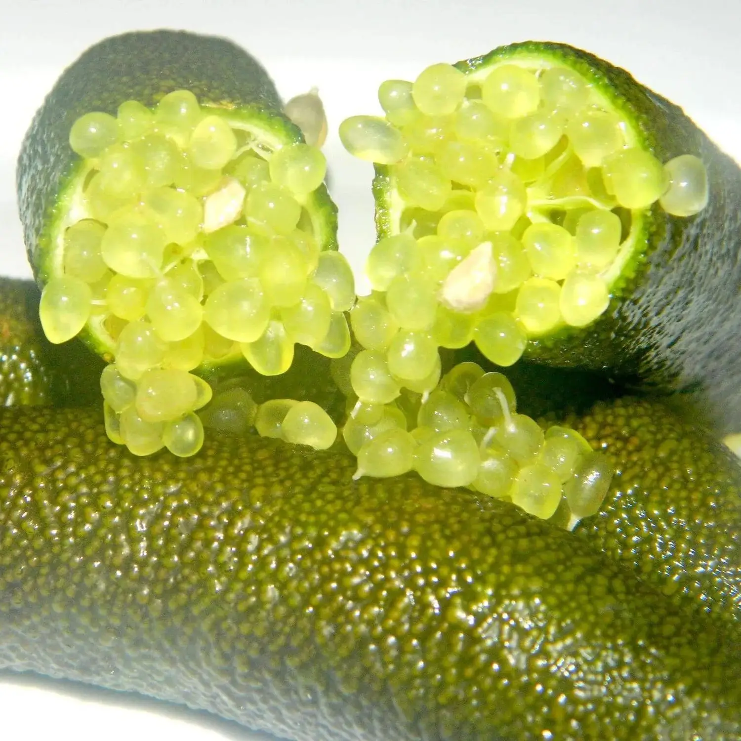 Graines de citron caviar - Citrus Australasica
