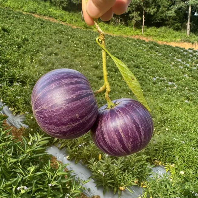 😋 Purple Pepino Seeds 💜Sweet, Juicy & Easy to Grow 🌱