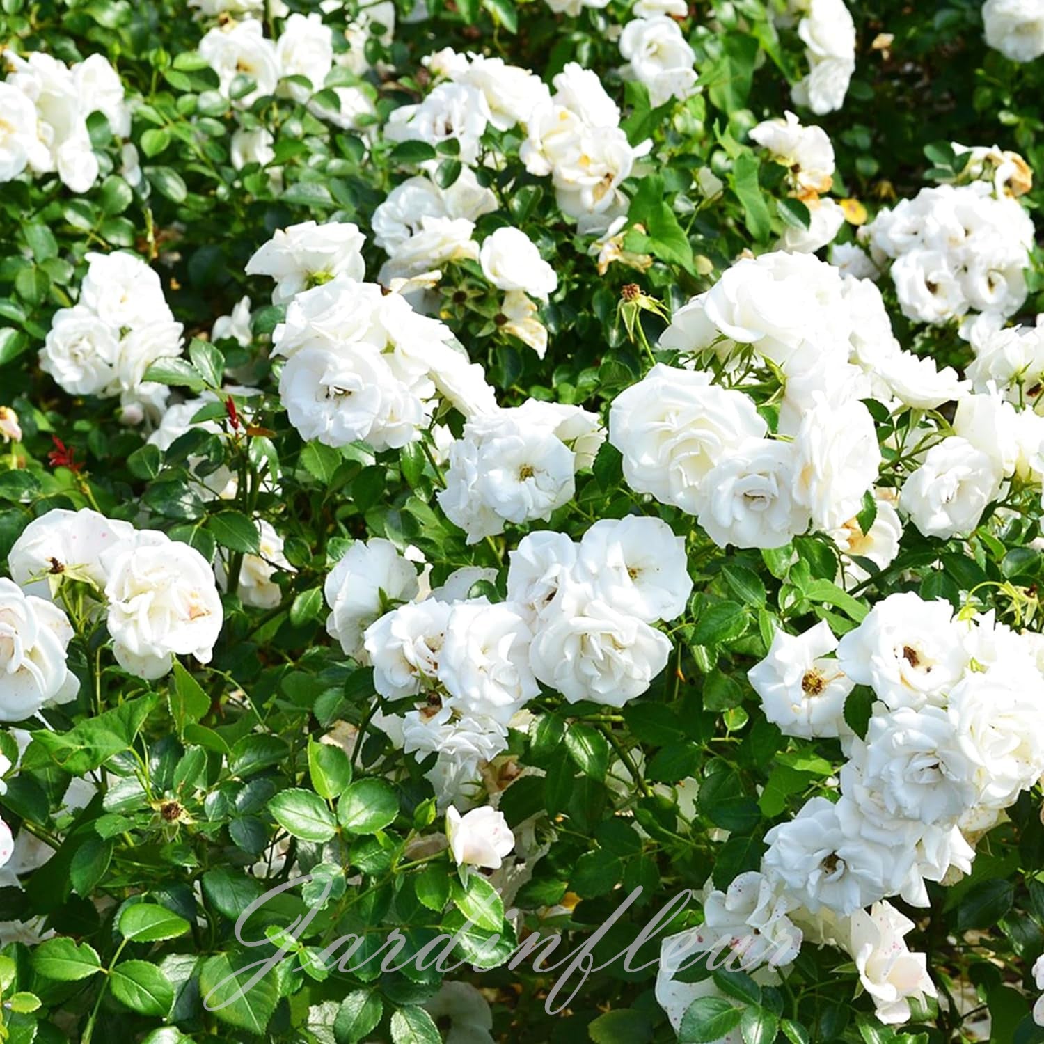 🌹Graines de rosiers grimpants