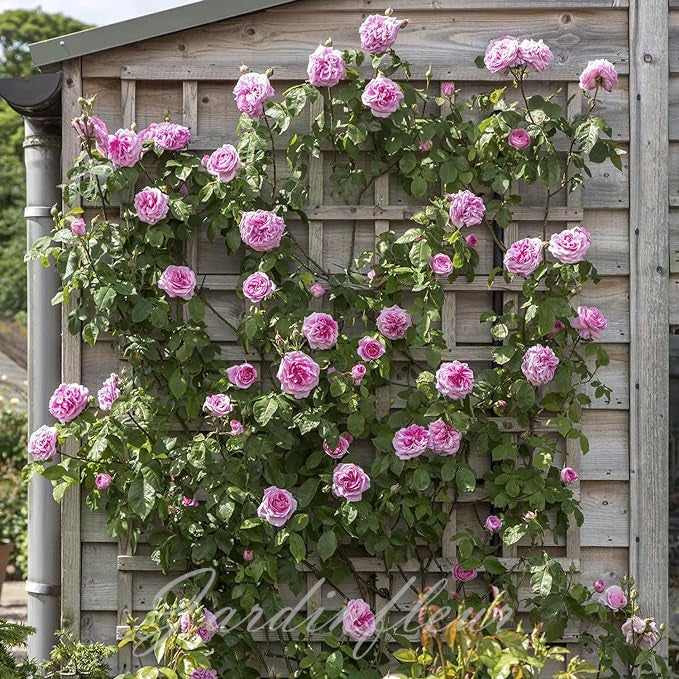 🌹Graines de rosiers grimpants