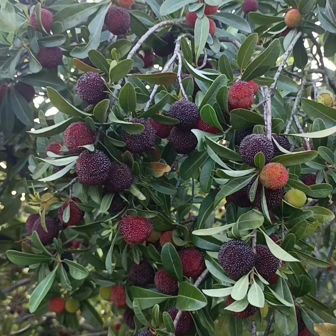 🍒 Graines de myrique géant à perles noires
