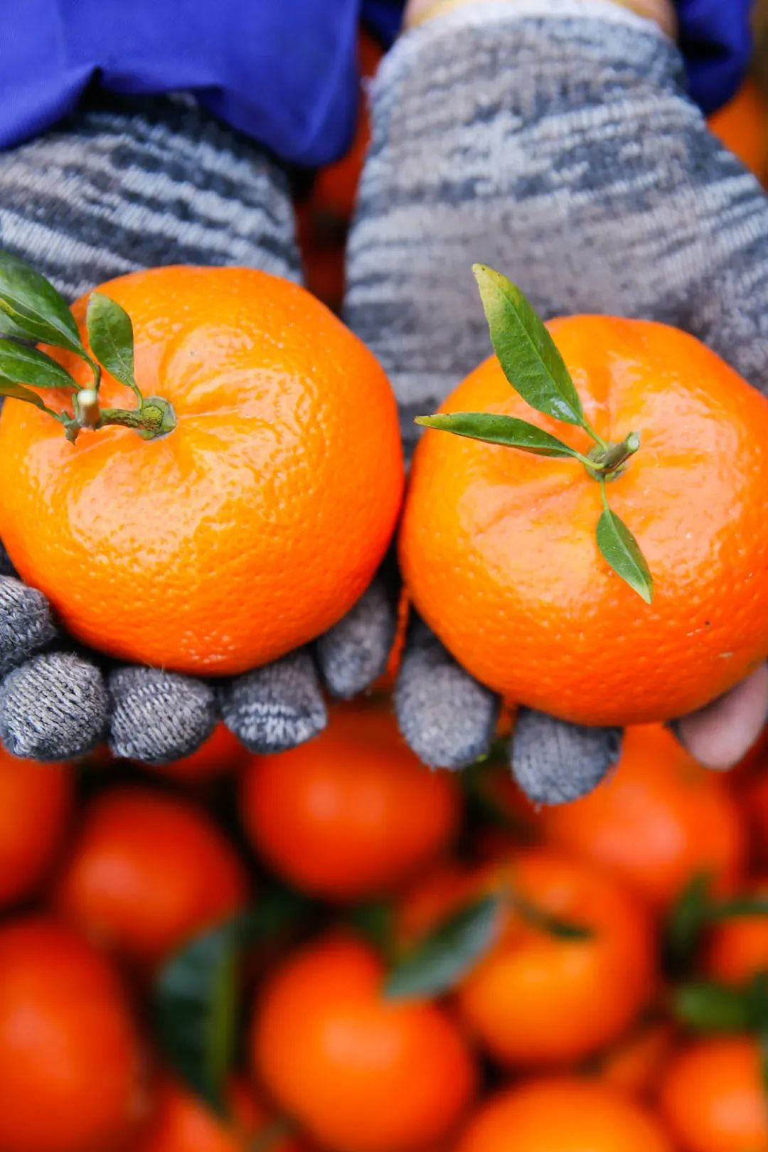 🍊Graines de mandarine rouge - Récoltes sucrées, juteuses et abondantes