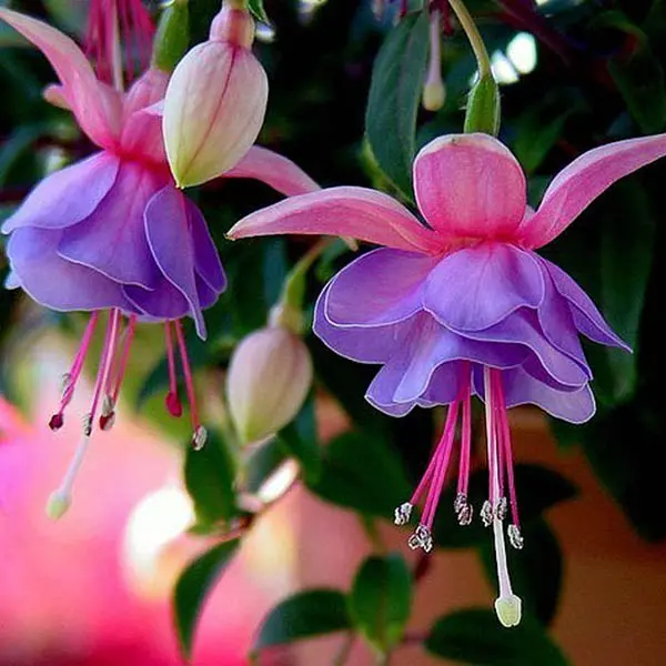 30PCS Fuchsia Hybrida Voss Seeds Potted Ornamental Plants Garden Bonsai