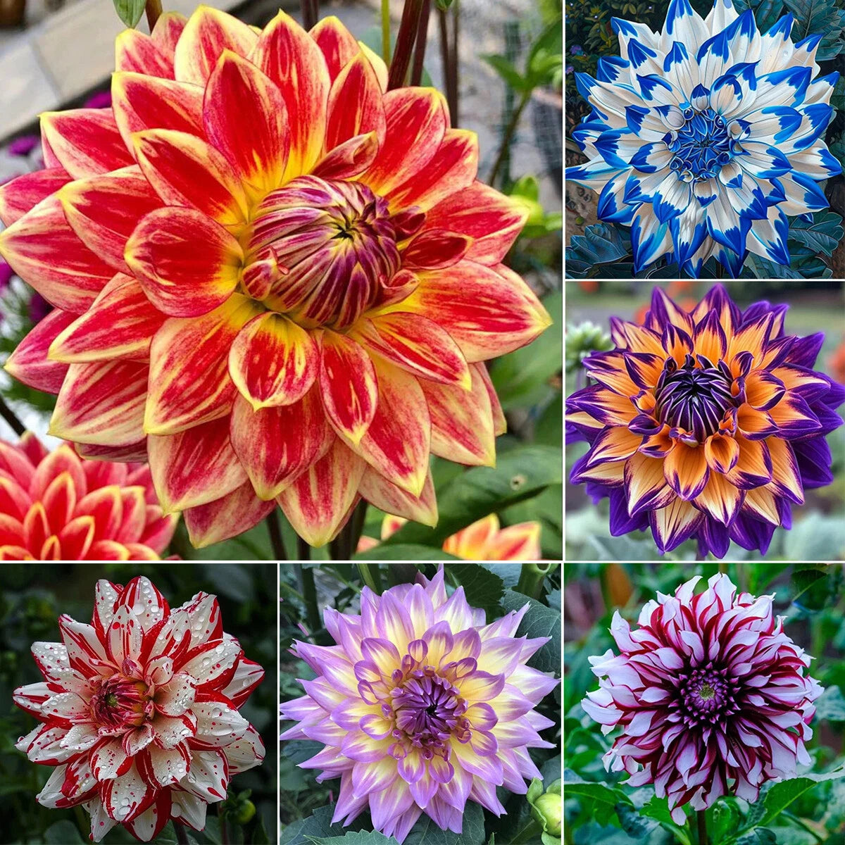 Dahlias doubles rares – Des floraisons éclatantes que les jardins ordinaires n'ont jamais.