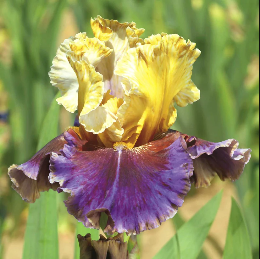 Iris vivace rare, iris barbu