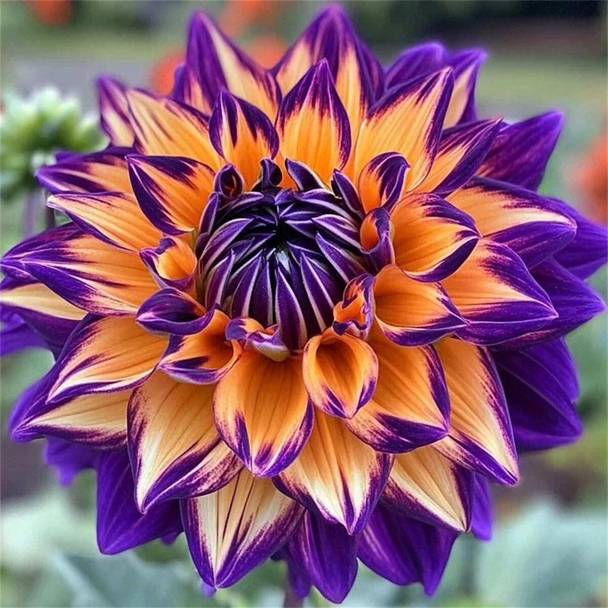 Dahlias doubles rares – Des floraisons éclatantes que les jardins ordinaires n'ont jamais.