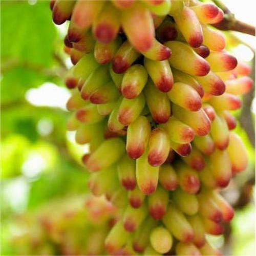 Beauty Finger Grapes Seeds