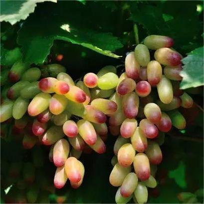 Beauty Finger Grapes Seeds