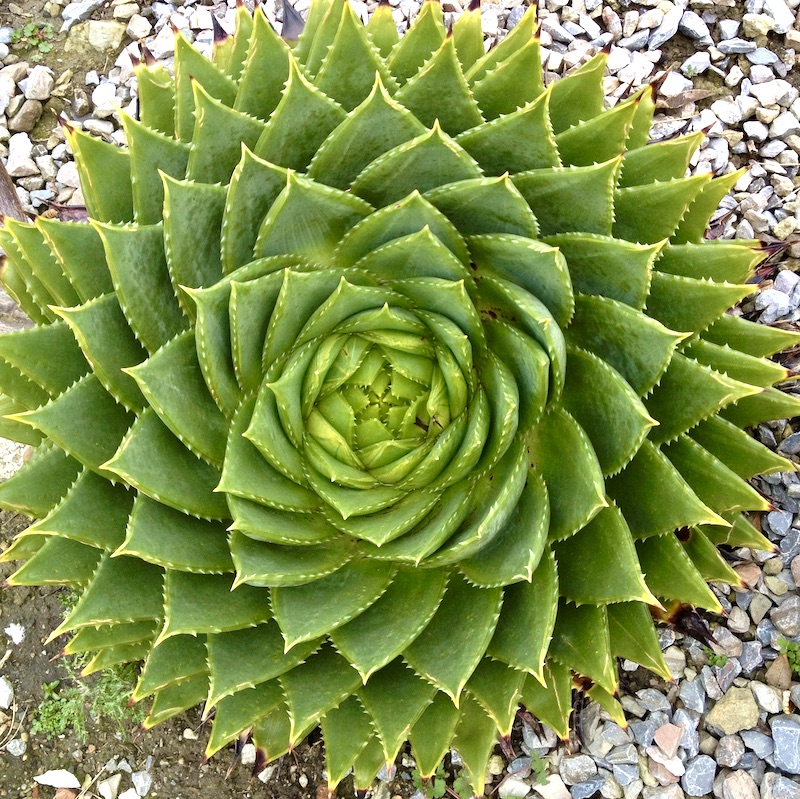 Aloe polyphylla - Big Plant Nursery