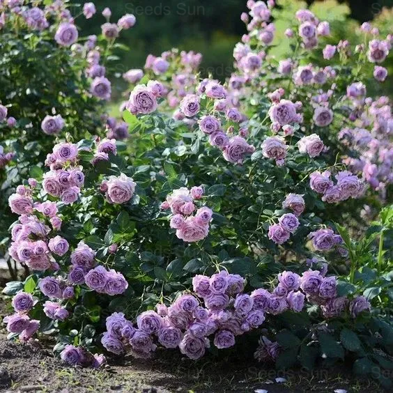 🌹9 Types Of & Rare Color Climbing Rose Seeds