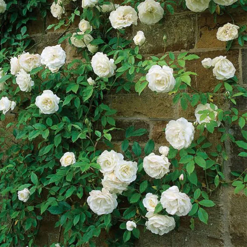 🌹9 Types Of & Rare Color Climbing Rose Seeds