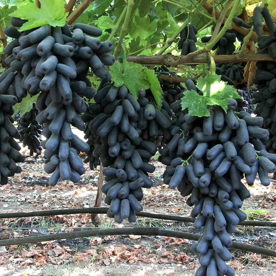 Graines de raisin à doigts avancées