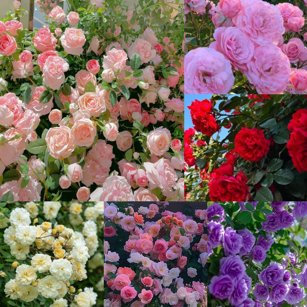 🌹9 Types Of & Rare Color Climbing Rose Seeds