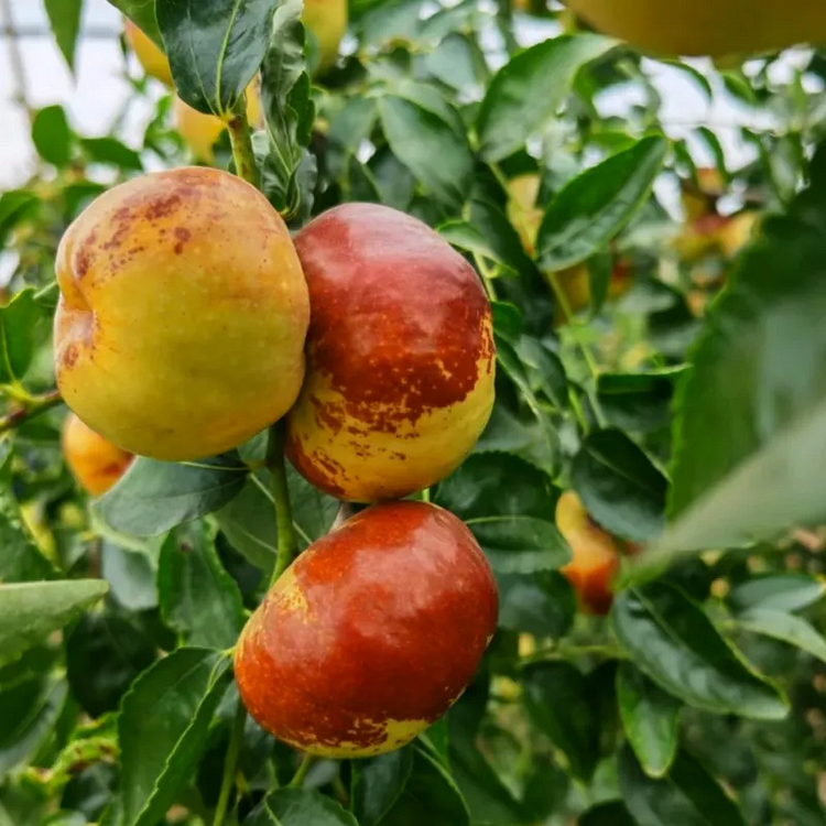 🌿✨A sweet jujube treasure: the twisted jewel! 🍏💚