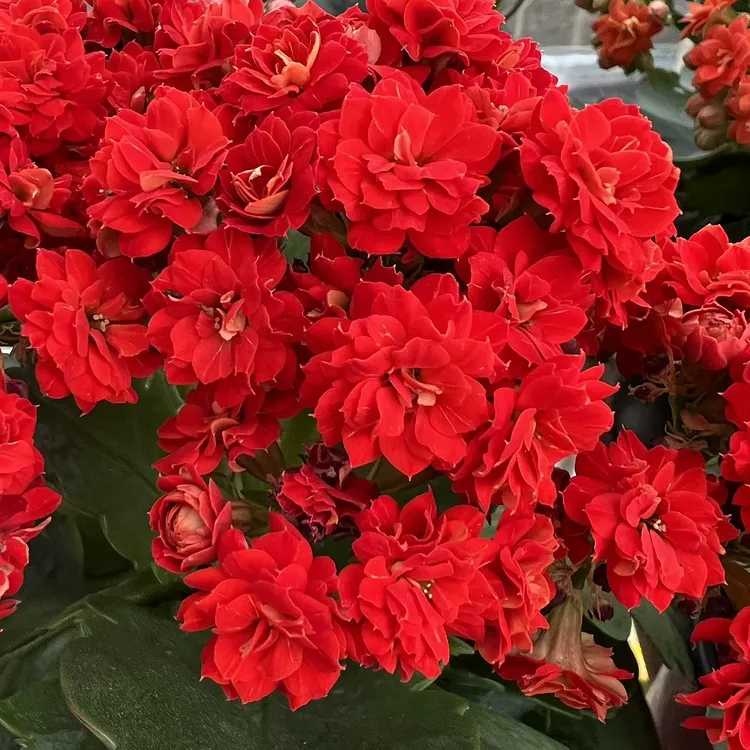 Graines de Kalanchoe - Longévité 🌸