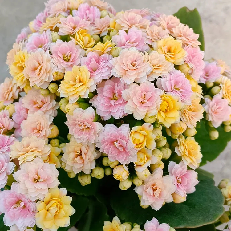 Graines de Kalanchoe - Longévité 🌸