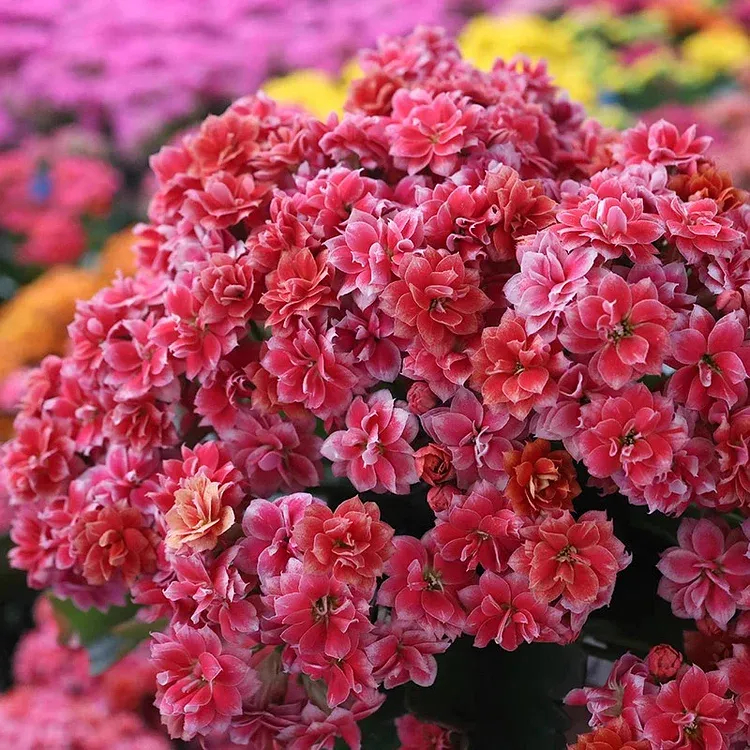 Graines de Kalanchoe - Longévité 🌸