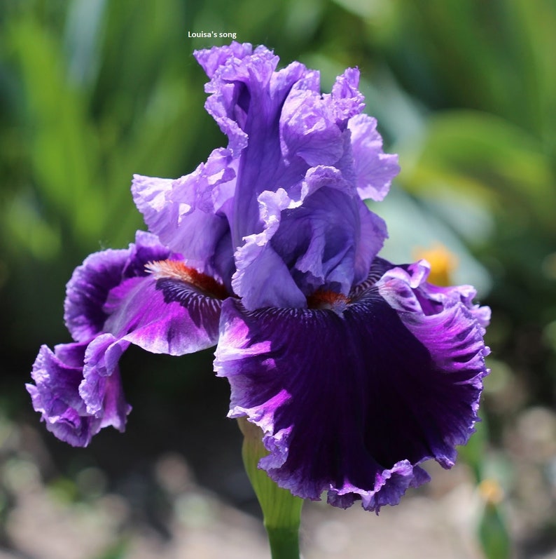 Iris vivace rare, iris barbu