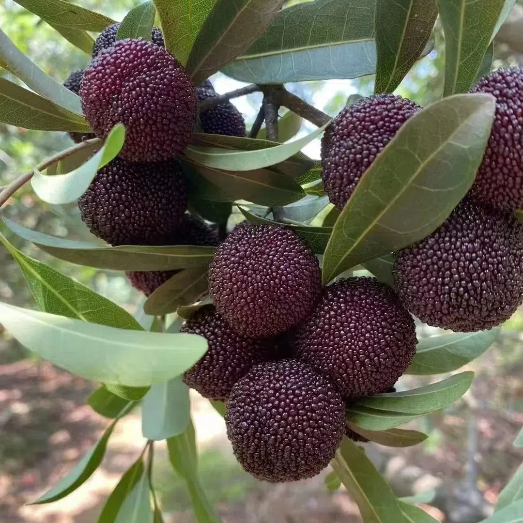 🍒 Graines de myrique géant à perles noires