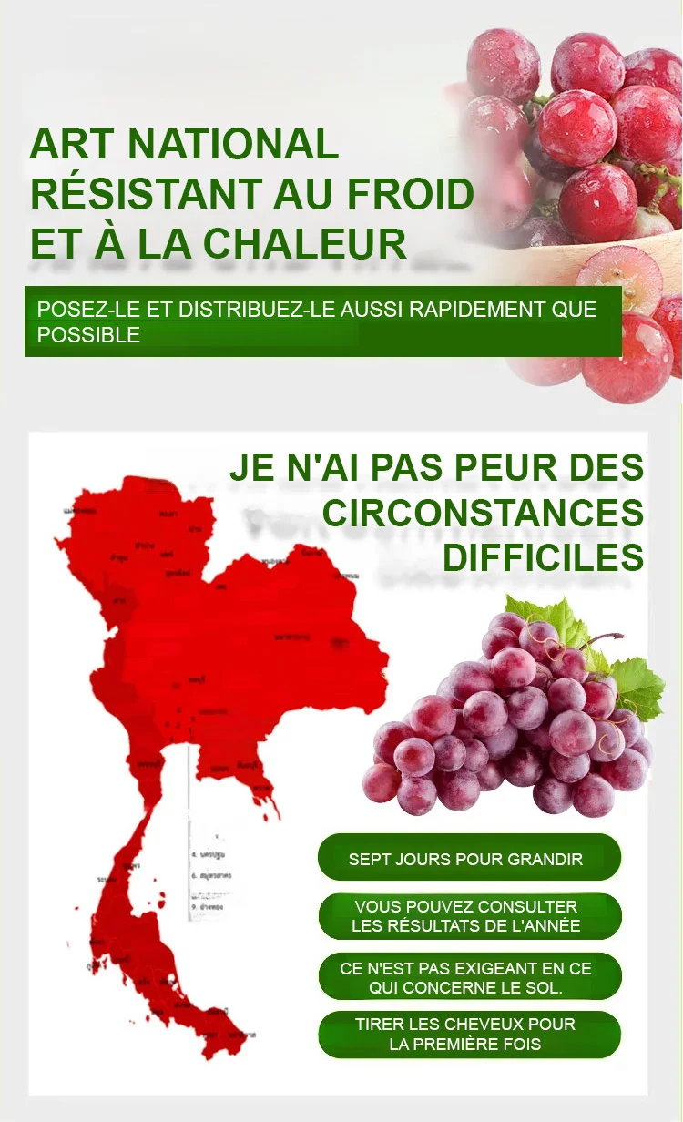 🍇 Raisin de la Reine Nina – La Perle des Vignes à Cultiver Chez Vous 