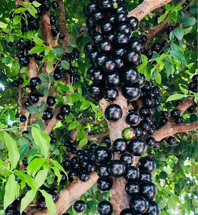 Graines de raisin de l'arbre à jaboticaba