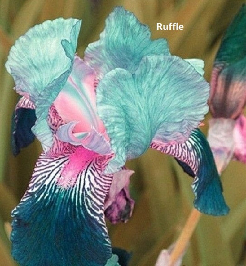 Iris vivace rare, iris barbu