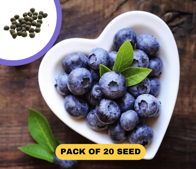 🔥HOT SALE 50% OFF🔥Giant American Blueberry Seeds (Pack of 50) 