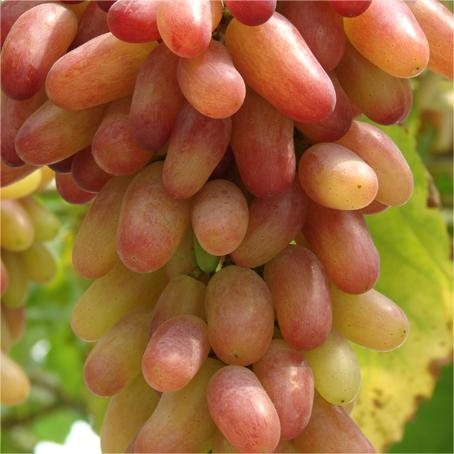 Beauty Finger Grapes Seeds