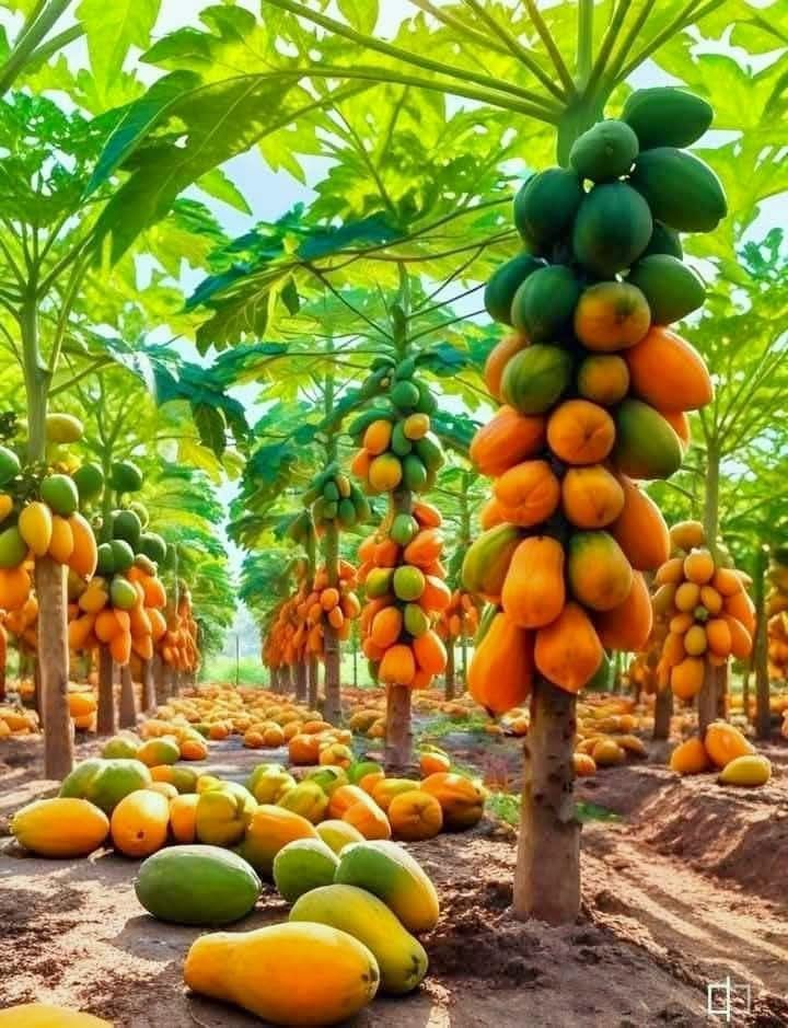 🥭 Breast-Boosting Papaya – Eat Beautiful, Look Gorgeous 💃