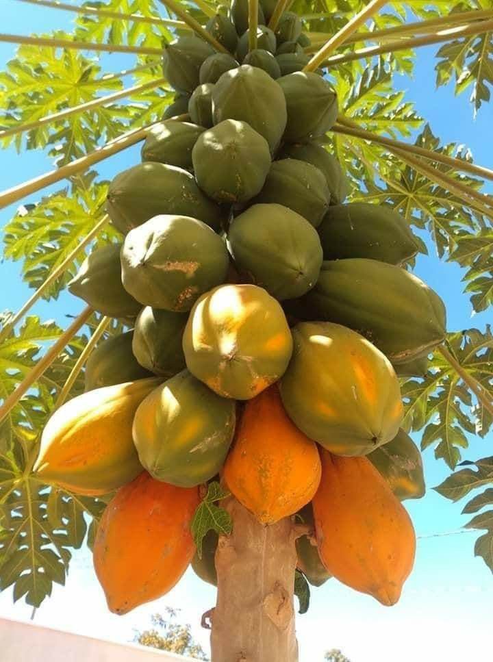🥭 Breast-Boosting Papaya – Eat Beautiful, Look Gorgeous 💃