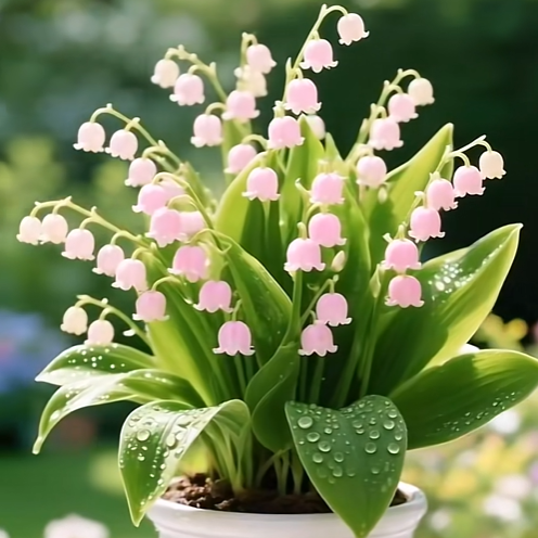 💐Musguet — Le bonheur arrive