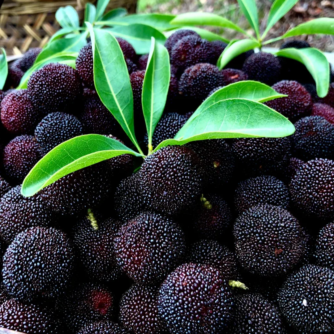 🍒 Graines de myrique géant à perles noires