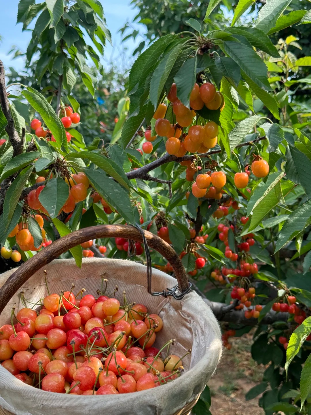 🍒 Graines de Cerisier Jaune Juteuses à Chair Éclatante
