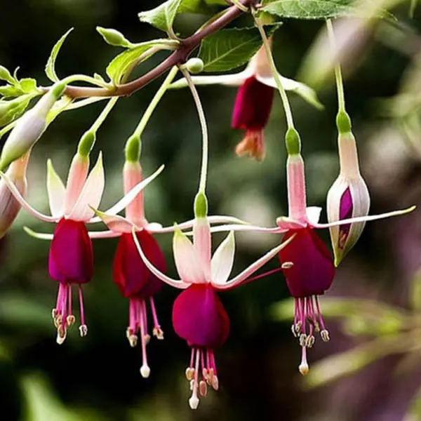 30PCS Fuchsia Hybrida Voss Seeds Potted Ornamental Plants Garden Bonsai