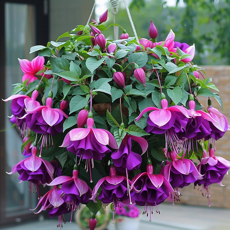 🌺Graines de fuchsia - Fleur lanterne