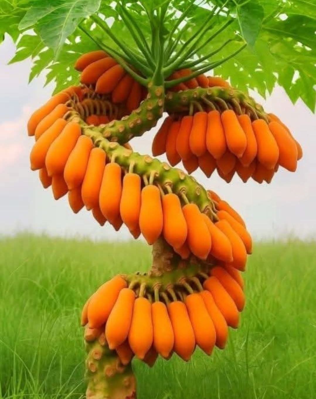 🥭 Breast-Boosting Papaya – Eat Beautiful, Look Gorgeous 💃