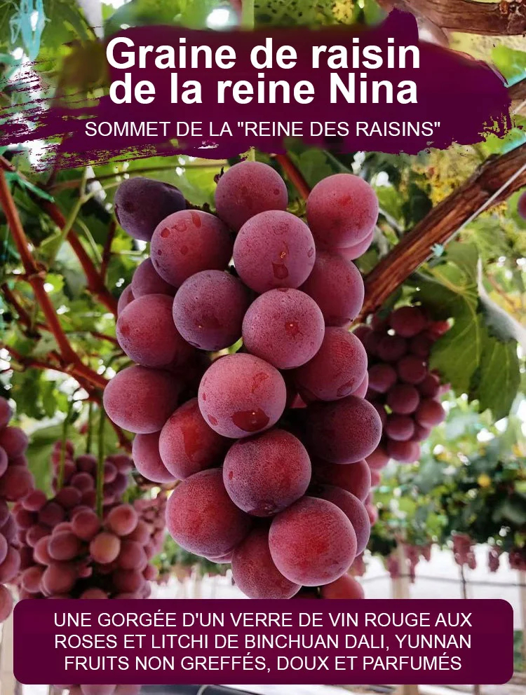 🍇 Raisin de la Reine Nina – La Perle des Vignes à Cultiver Chez Vous 