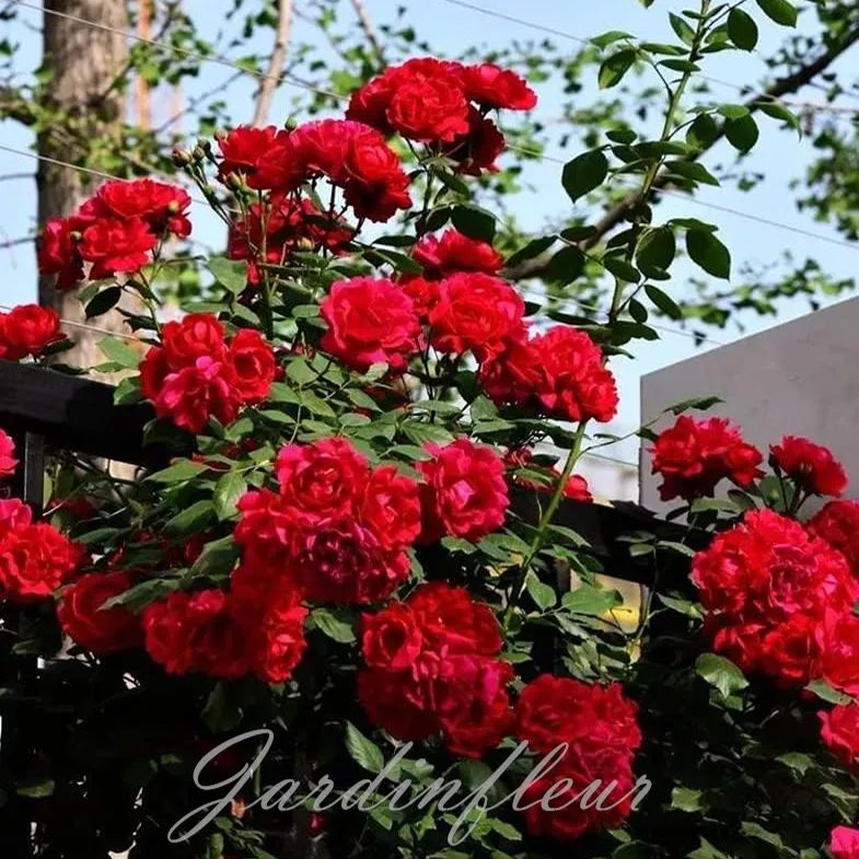 🌹Graines de rosiers grimpants