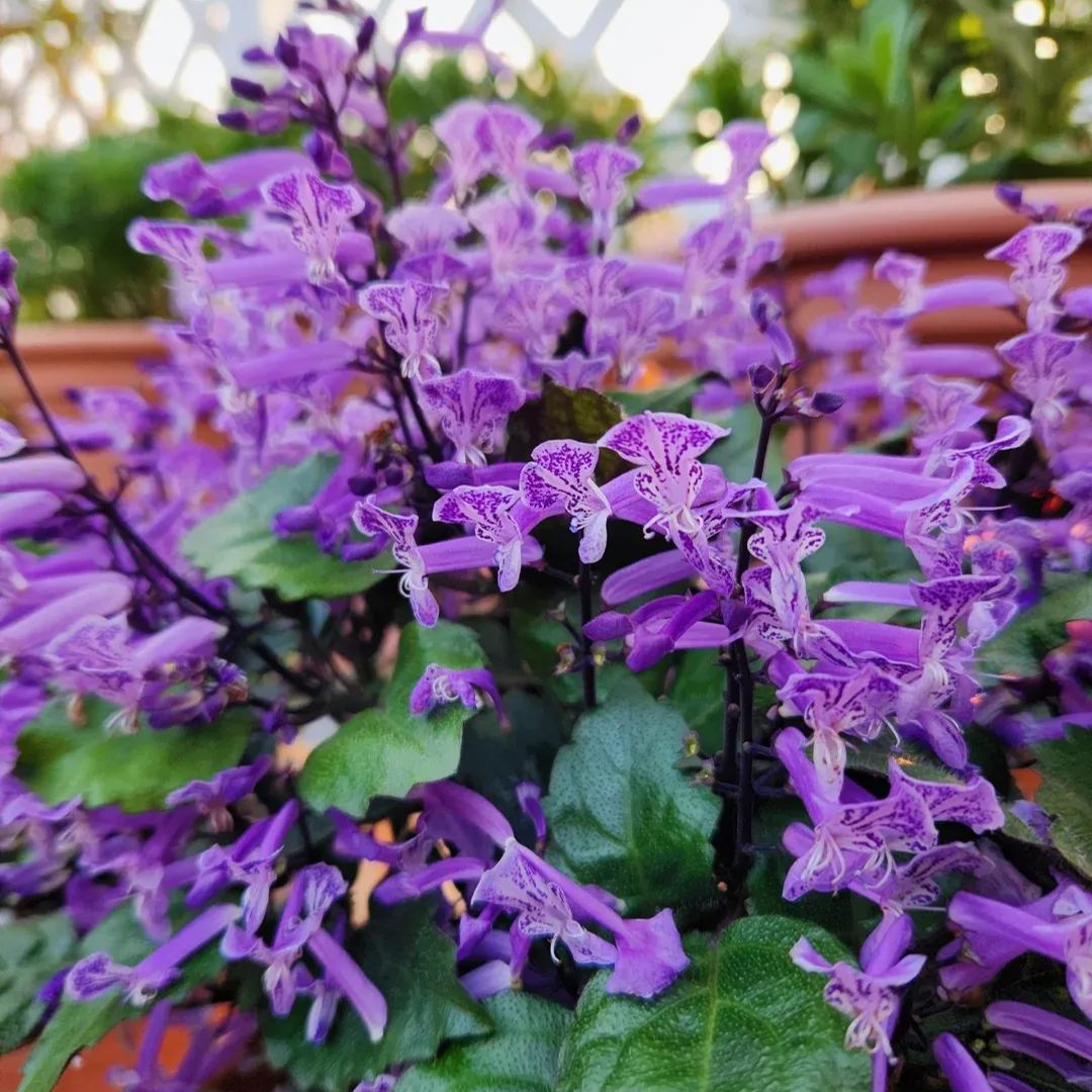 💜Graines de lavande