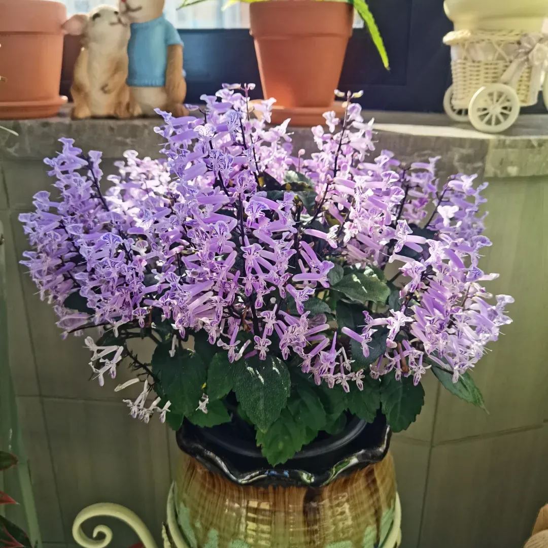 💜Graines de lavande