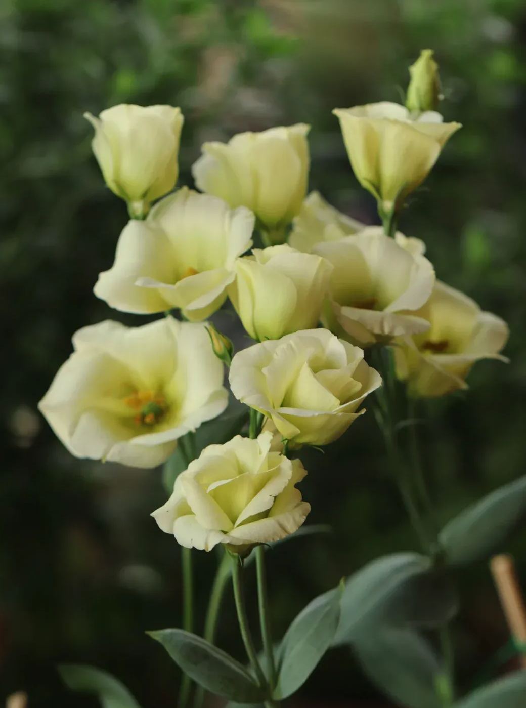 💐Lisianthus – Beauté intemporelle, amour éternel💫