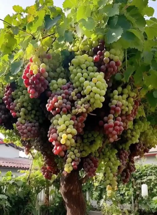 🌿 Giant grape tree seeds: thin-skinned, large, seedless 🍇