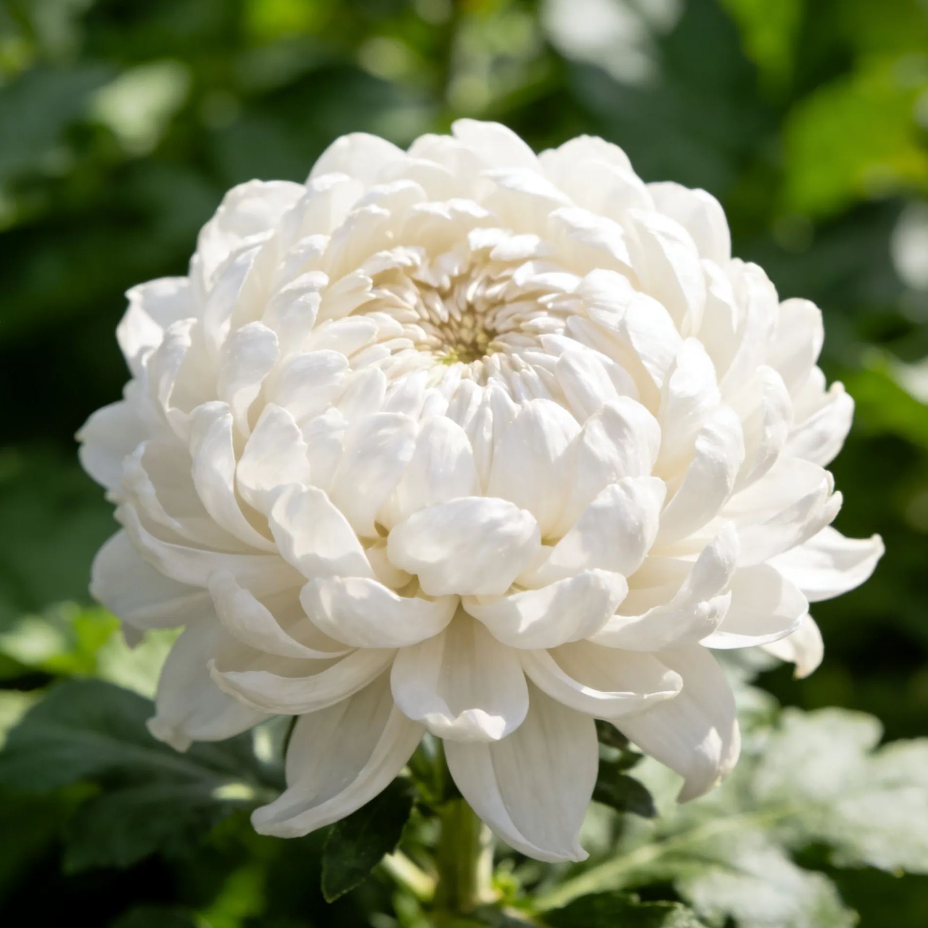 🌸Peony Chrysanthemum Flower Seeds