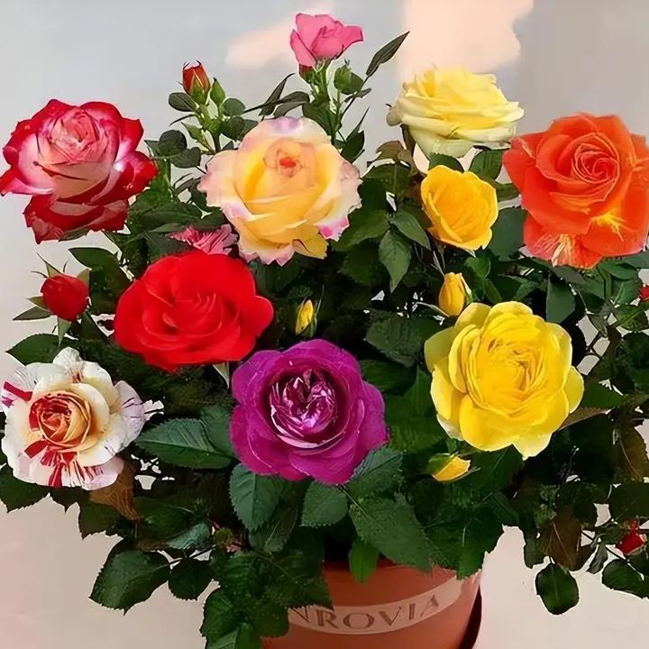 🔥 HOT SALE 50% OFF 🔥 Multicolored rose seeds 💐