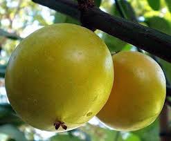 🌿 Graines de Mangoustanier - Cultivez la "Reine des Fruits Tropicaux"