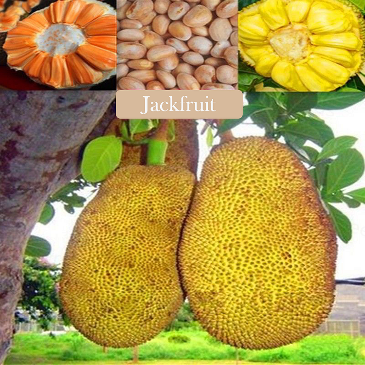 🏆Graines de Jacquier Géant