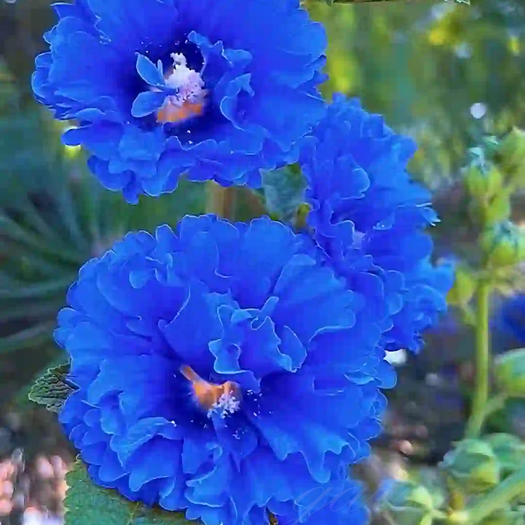 🌸 Graines de Rose Trémière - Décorez votre beau jardin！