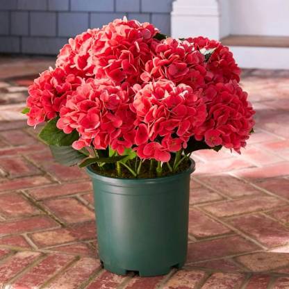 💥Last Day 70% OFF💐Artificial Outdoor Hydrangea Flowers - UV resistant, Waterproof, Windproof