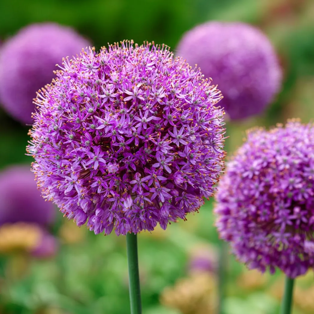 Ornamental Allium Seeds